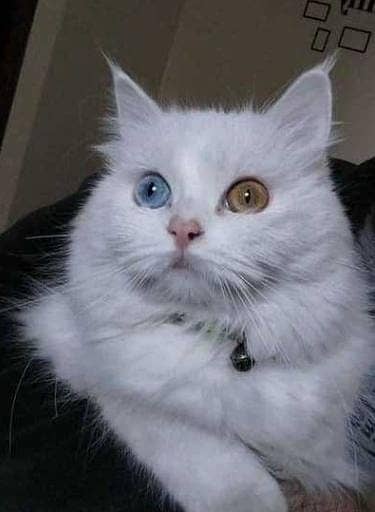 2 PERSON PREGNANT OAD EYE CAT'S.