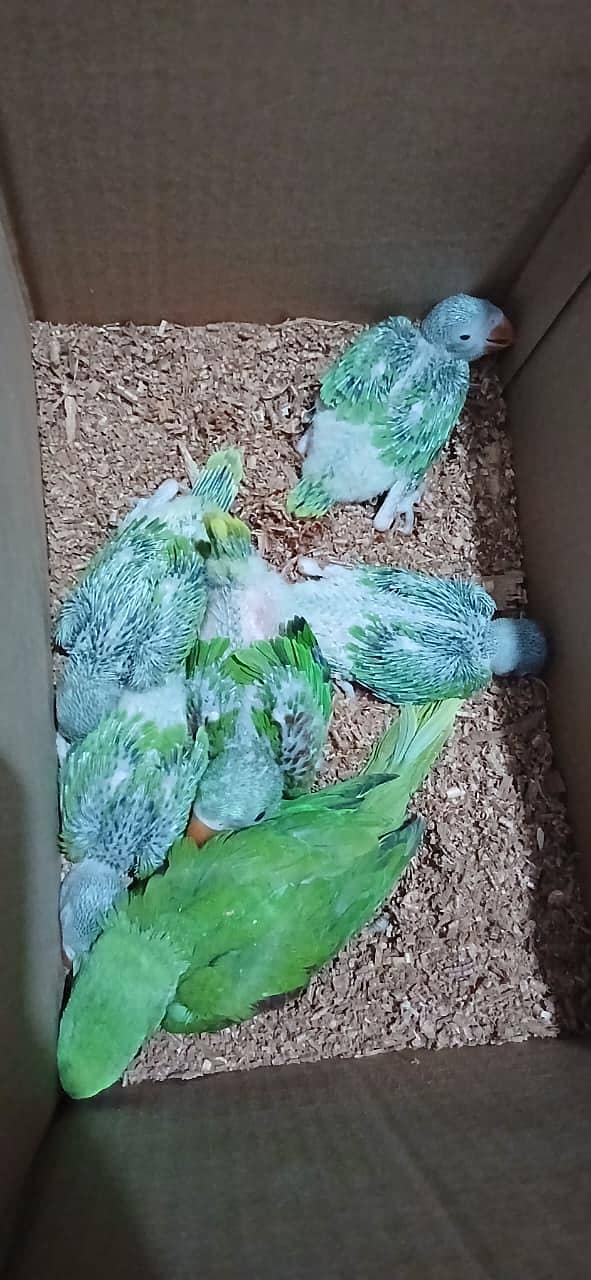 Raw chicks 2