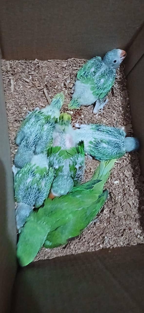 Raw chicks 3