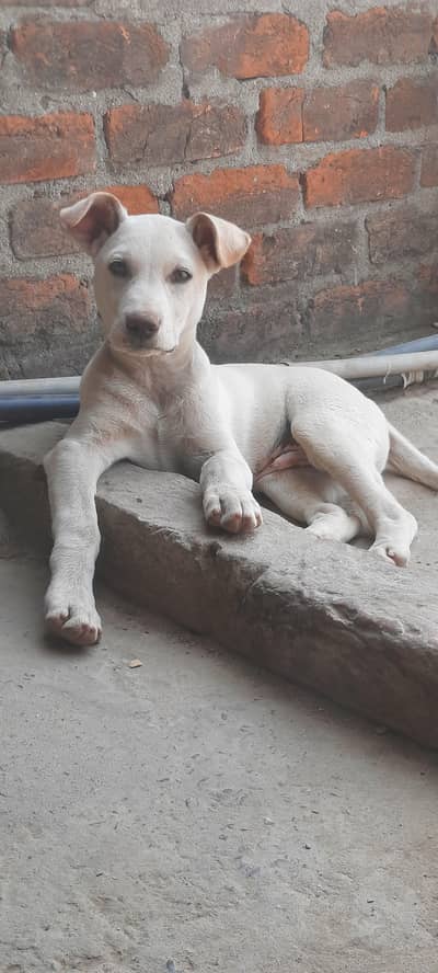 gultair male puppy