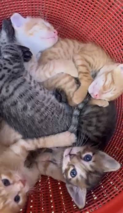 Kittens available for adoption