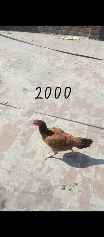 4 female urgent for sale