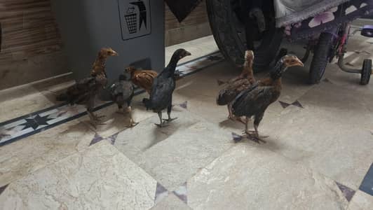 Misri Golden chicks for sale