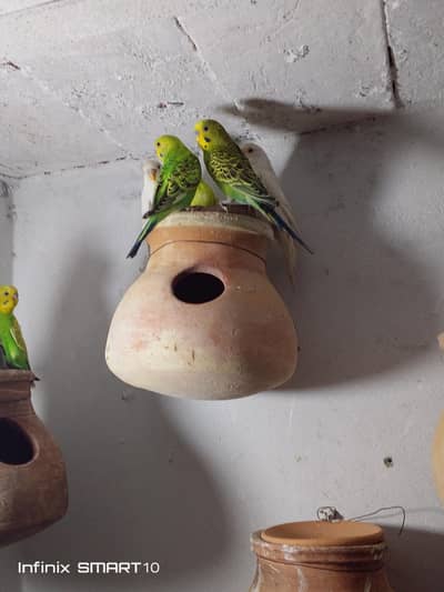 Australian parrot for sale mix player ek pair Red eye