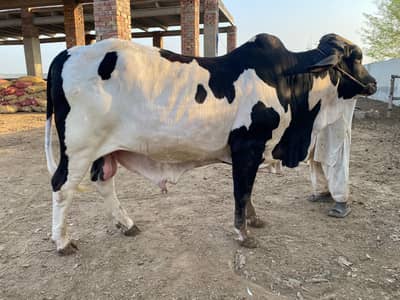 Brahman Ablak gulabi qurbani bachra wacha