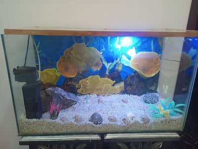 big size aquarium