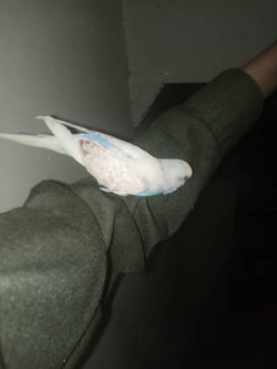 flytame or handtame budgries male/rainbow budgries