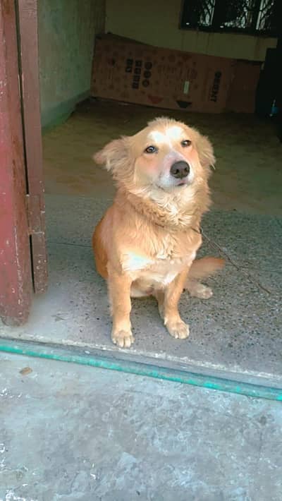 Golden Retriever mix breed