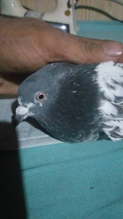 For sale in Gujranwala