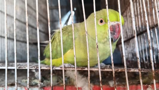 beautiful breeder pare