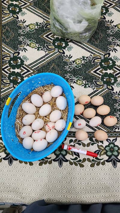 Aseel Egg available 180Rs