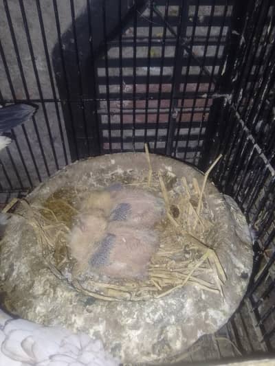 sentinent breeder pigeons with chicks