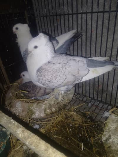 sentinent breeder pigeons with chick with new egg