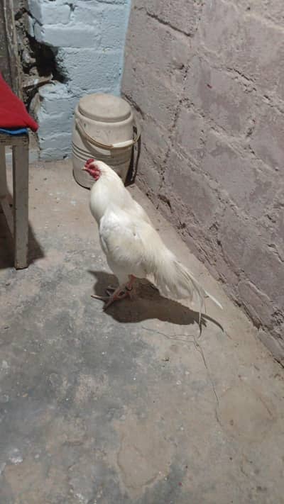 pure Heera aseel murga