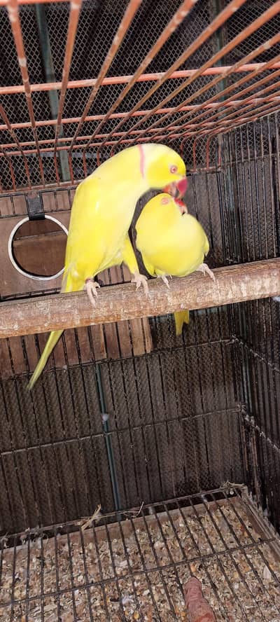 Yellow Ringneck
