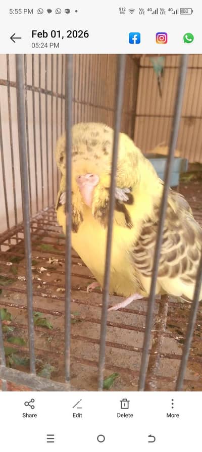 ressesive jumbo female