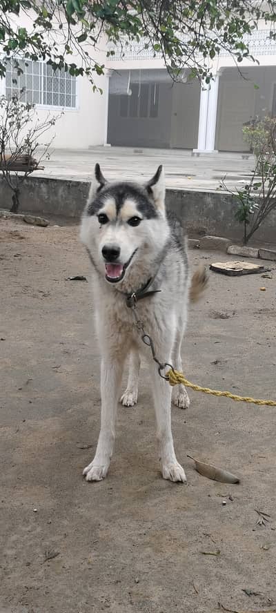 Siberian Huskey