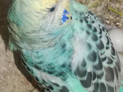 Australian  pair   cage  2.5  1.5. 6 F