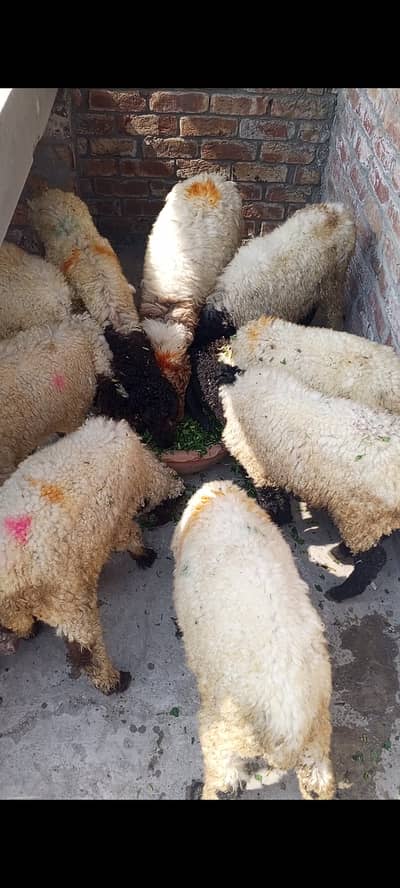 3 month Mundra chatra ready qurbani 2026