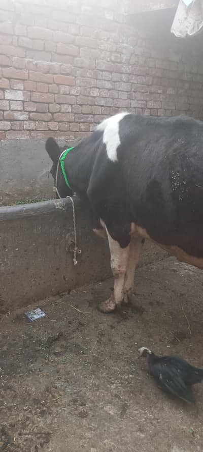 cow at cheap rate 03006109886