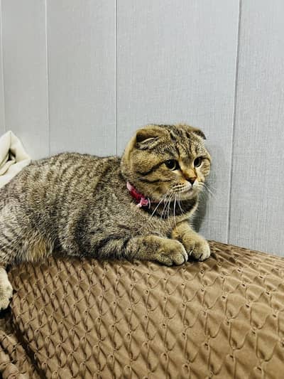 Scotish Fold International Bread