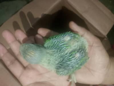 assalamu alaikum green ringneck ke bacche Hain panch Ghar ki breed hai