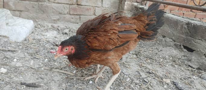 KURAAK High quality Big Size Aseel Maadi