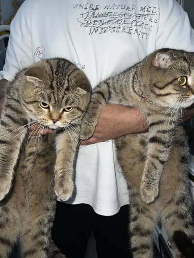 Scotish Fold International