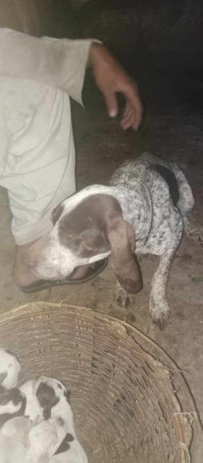 Panther dog for sale03117644938