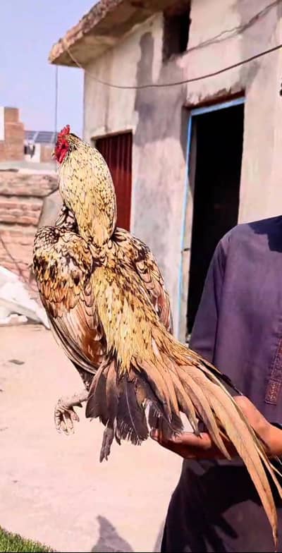 Aseel Murga for sale High quality Murga Pure aseel