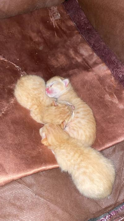 persian kittens 3 kittens available