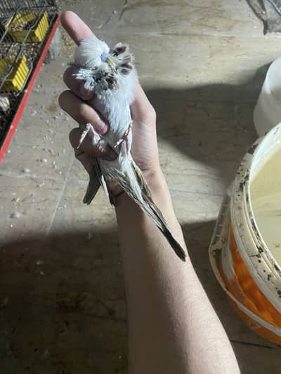 Exi male 2 fingers miss ek pao ki