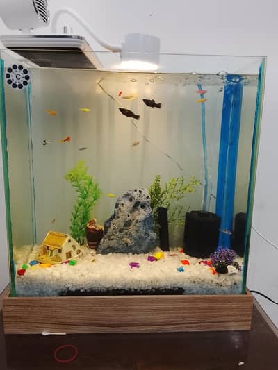 fish tank best for tropical fishes