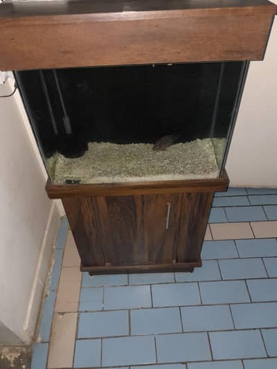 2 Feet Aquarium + Flowerhorn Male ( Full Setup hai ]