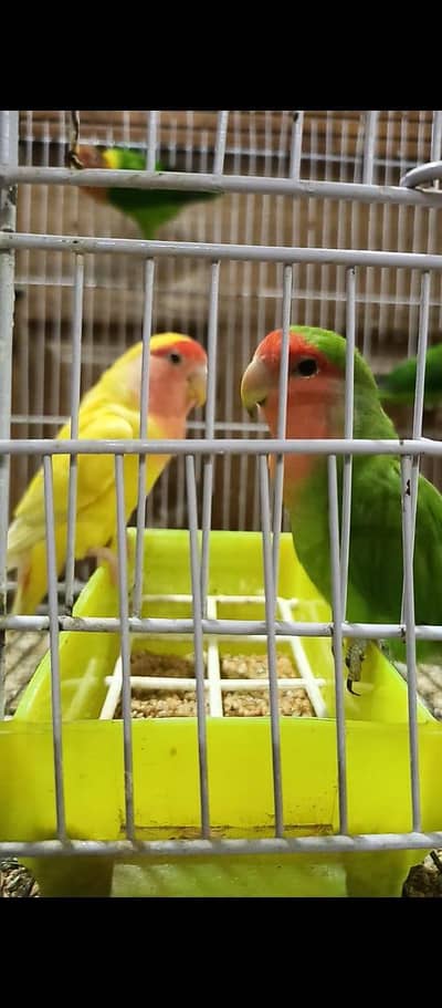 albino decino green opaline pale felllow cocktail whatsApp 03364807961