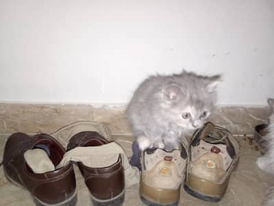 Persian Double Coat Kitten DHA Phase 2 Islamabad