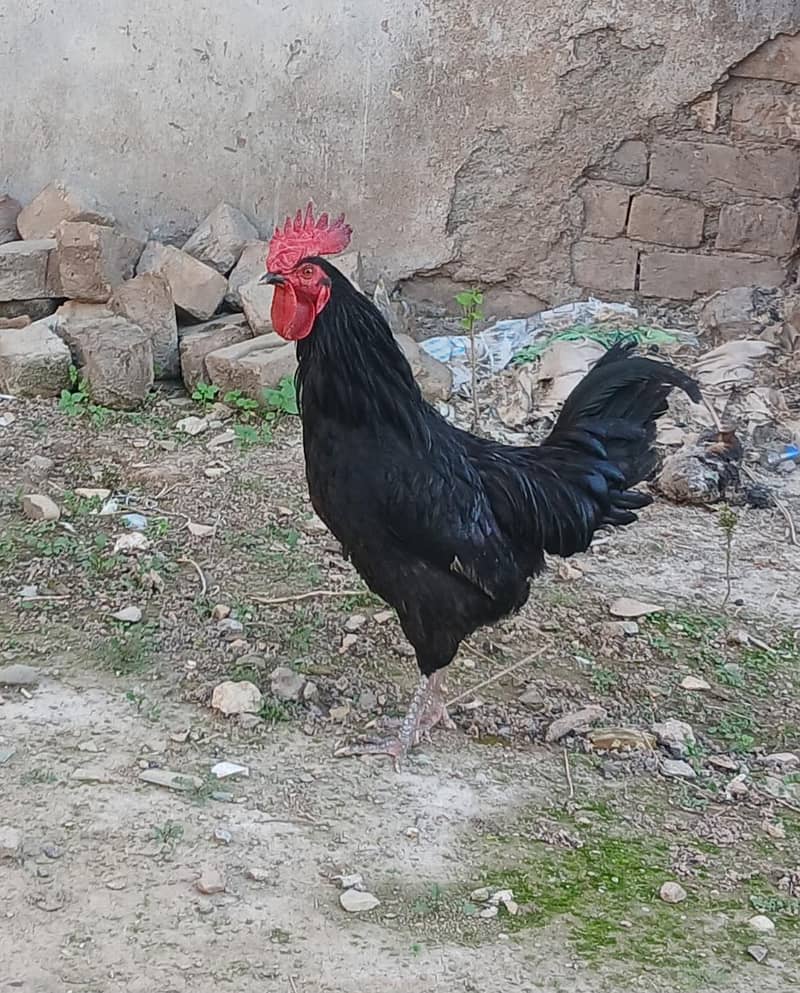 AUSTRALORP 0