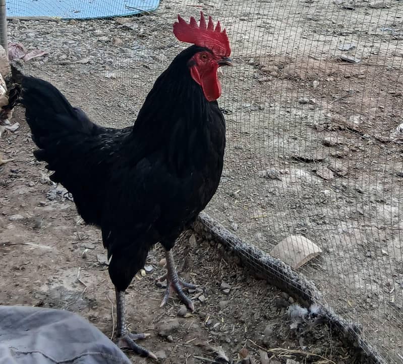 AUSTRALORP 1