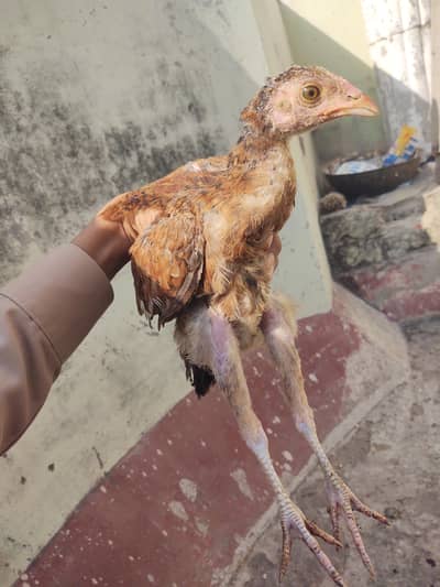 lakha aseel female and male for sell