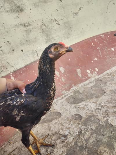 Golden misri female and male for sell