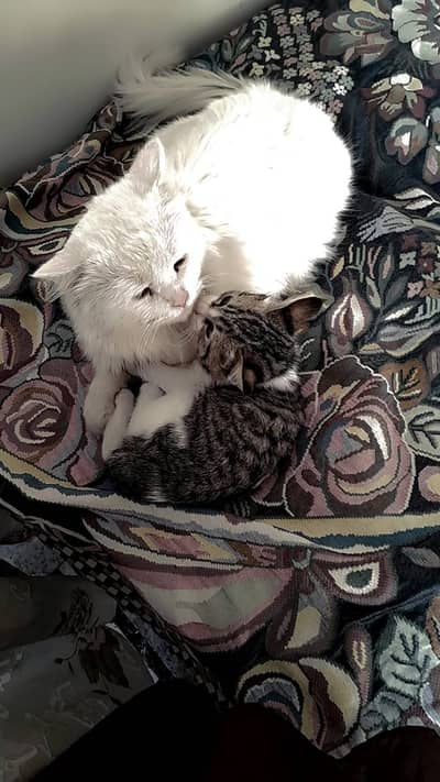 Male and female cats