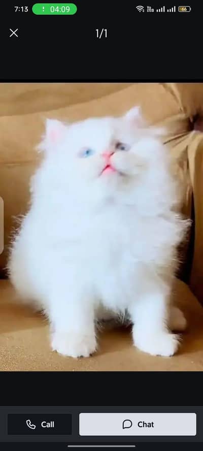 Persian female kitten for sale My WhatsApp number 0325 5503411