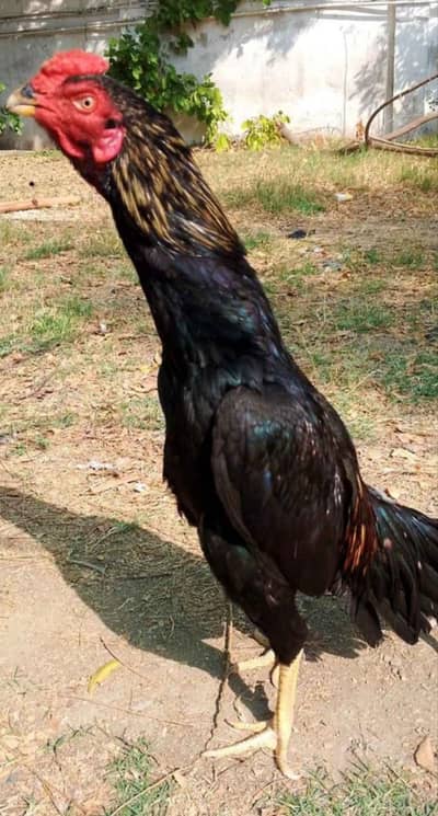 aseel jageeri murga pure 03143292690