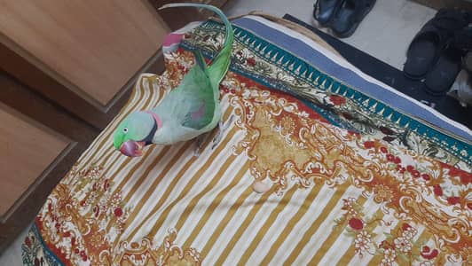 full hand tame /raw parret /talking parrot