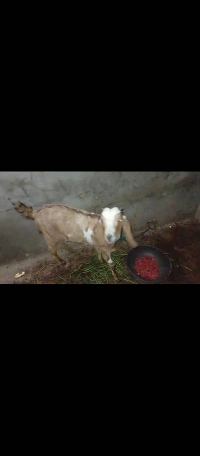 Bakri for sale