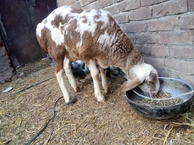 Dumba 2026 qurbani . .