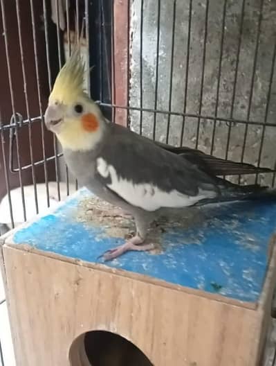 cocktail parrot for sale or 1 male 03230436004
