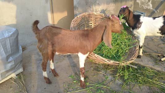 Healthy Beetal / Cross Bakray For Sale – Fresh & Active