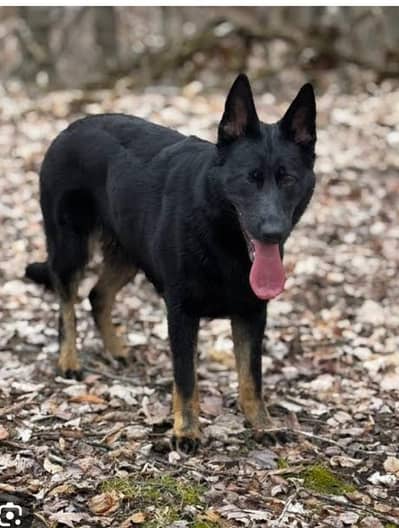 Working Line DDR Germen shepherd female