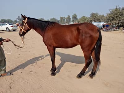 thoroughbred mare
